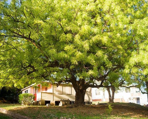 Neem Oil Neem Tree Crown Leaves and Fruits Neem Oil