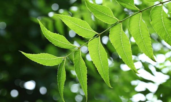 Neem Oil Neem Tree Leaves Branches India
