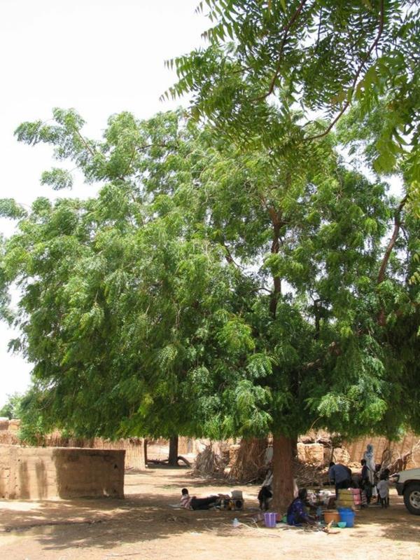 Neem Oil Neem Tree India Οφέλη για την υγεία