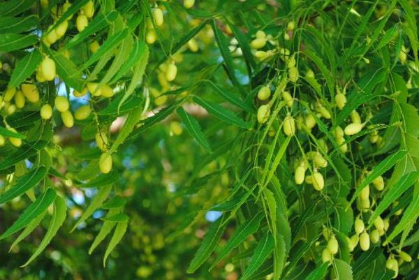 Neem Oil Neem Tree Neem Oil Ινδία