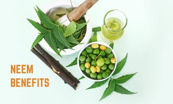 Neem oil υγιής ζωή neem oil neem φύλλα και καρποί