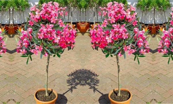 Oleander overwinter plant plant όμορφα ροζ λουλούδια μπορούν να μείνουν έξω για μεγάλο χρονικό διάστημα μέχρι τον πρώτο παγετό
