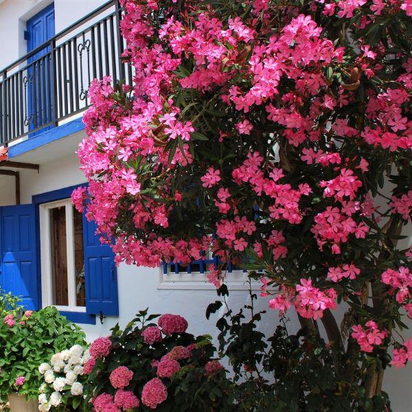 Οι πικροδάφνες ξεχειμωνιάζουν μεσογειακά λουλούδια σε έναν ροζ θάμνο στον κήπο δίπλα σε ροζ ορτανσίες όμορφο θέαμα