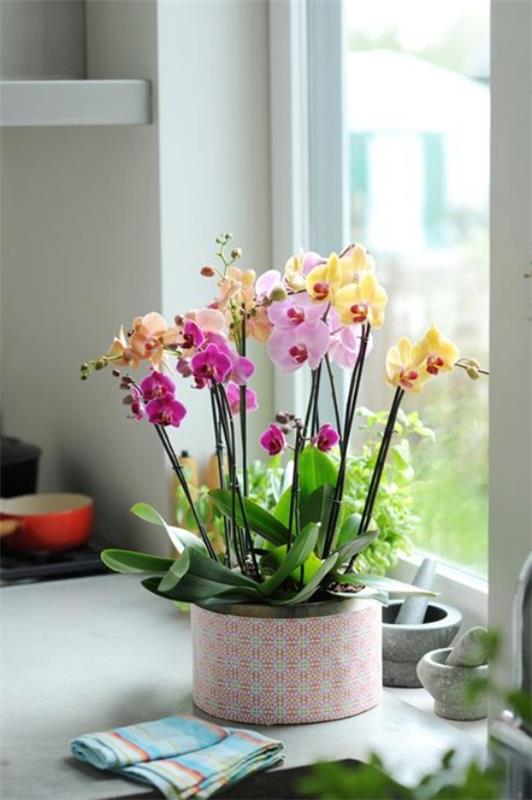 Η φυσική ομορφιά των ορχιδέων στο σπίτι δίνει νόημα στα λουλούδια Feng Shui