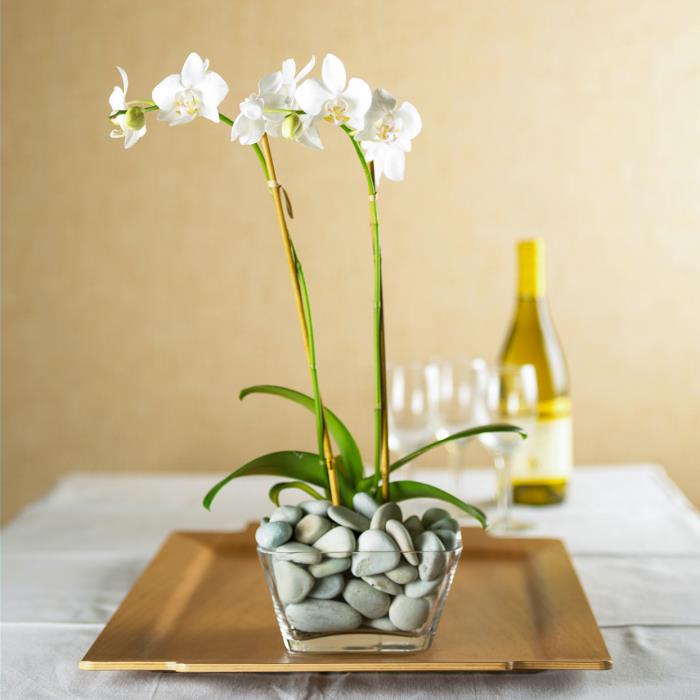 Σωστή φροντίδα για ορχιδέες Γυάλινο δοχείο γεμάτο με μικρές πέτρες όμορφο κομψό φυτό με λευκά λουλούδια
