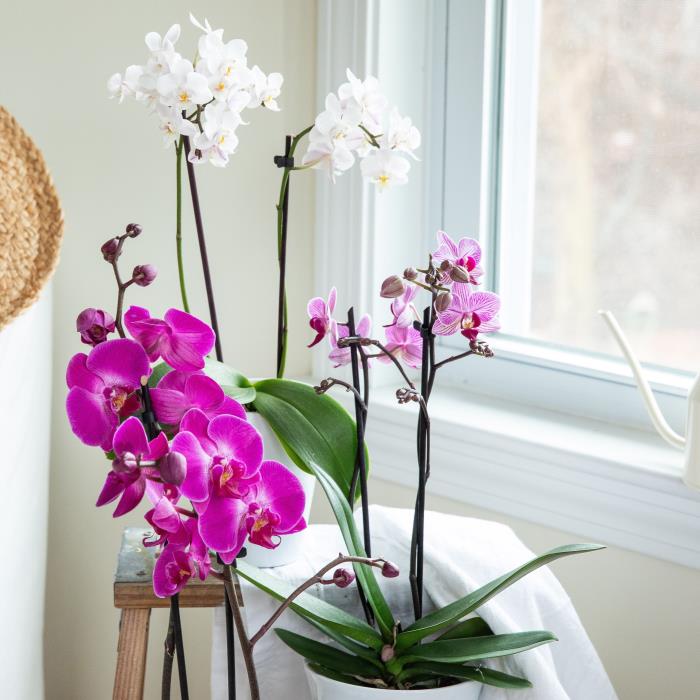Οι ορχιδέες φροντίζουν σωστά για όμορφα λουλούδια σε μοβ και άσπρα δύο γλάστρες σε μια ηλιόλουστη τοποθεσία, όχι μακριά από το παράθυρο