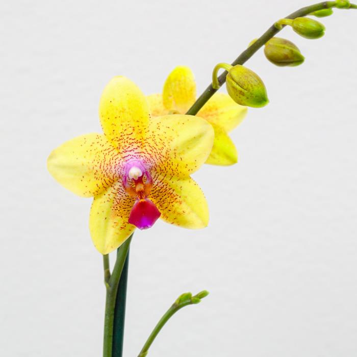 Οι ορχιδέες διατηρούν σωστά μοναδικά κίτρινα λουλούδια ενδιαφέροντος σχήματος