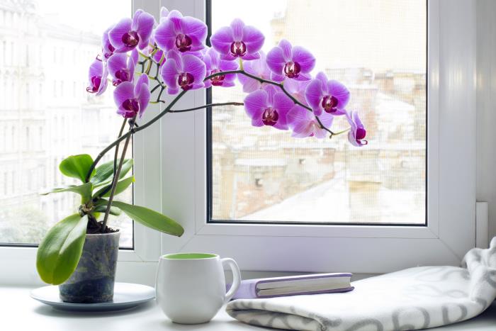 Οι ορχιδέες φροντίζουν σωστά το νερό χωρίς ασβέστη κατά το πότισμα Φυτό στο παράθυρο βιολετί λουλούδια πολύ ελκυστικό