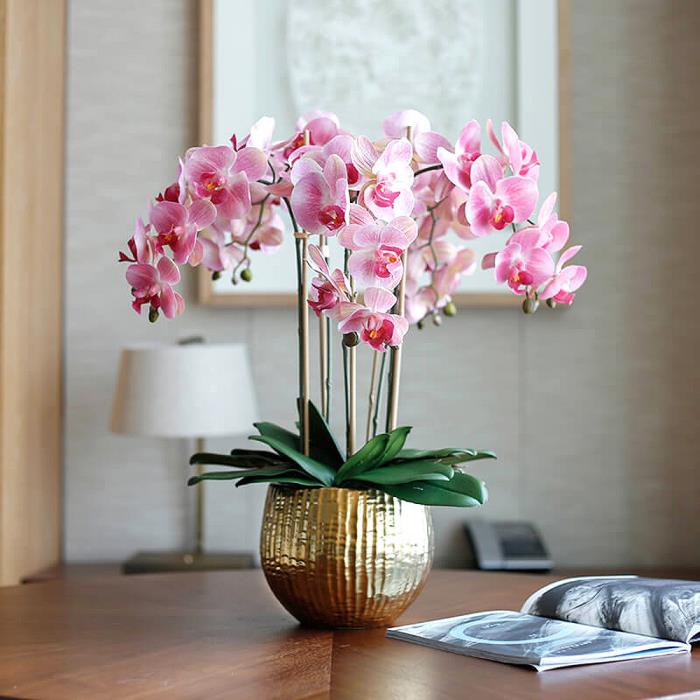 Φροντίδα για ορχιδέες σωστά πολυετή όμορφα ροζ λουλούδια διακόσμηση τραπεζιού χρυσή γλάστρα