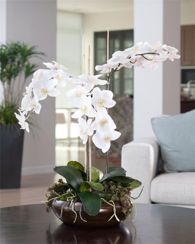 Φροντίδα για ορχιδέες σωστά όμορφα λευκά λουλούδια σε σκούρο καφέ γλάστρα ως διακόσμηση τραπεζιού που τραβάει τα βλέμματα