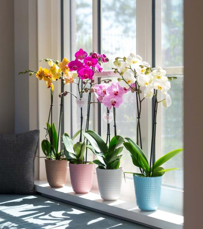 Φροντίδα για ορχιδέες σωστά τέσσερις γλάστρες ορχιδέας στο νότιο παράθυρο όμορφα εντυπωσιακά λουλούδια υπέροχα διαφορετικά χρώματα