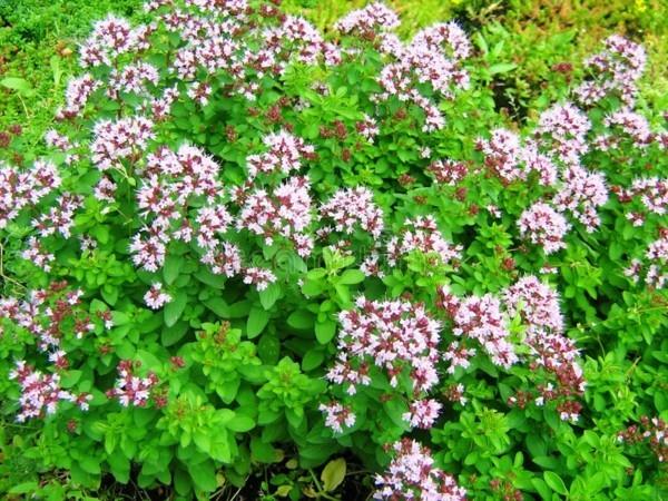 Λιβάδι μελισσών Origanum vulgare ρίγανης