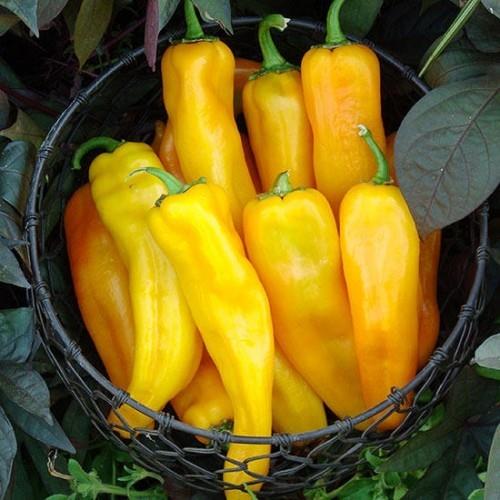 Φάτε καυτερές πιπεριές πάπρικας καλλιεργήστε λαχανικά σύμφωνα με την εποχιακή συγκομιδή του ημερολογίου