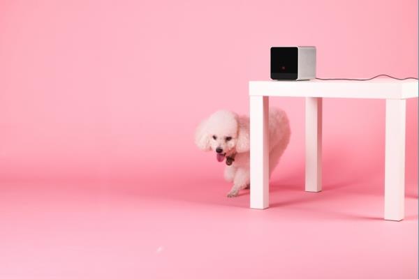 Petcube animal game ροζ κορίτσι συσκευών συσκευών συσκευών κουτί