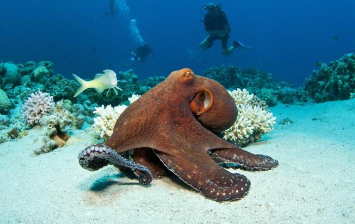 Petra Jordan Πρωτεύουσα Ιορδανία The Dead Sea Beach Vacation Aqaba Underwater World