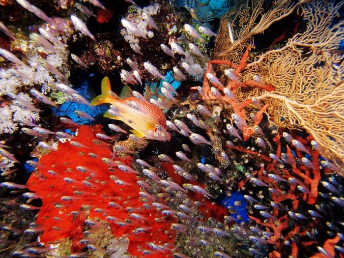 Petra Jordan Πρωτεύουσα Ιορδανία The Dead Sea Beach Vacation Aqaba Underwater World