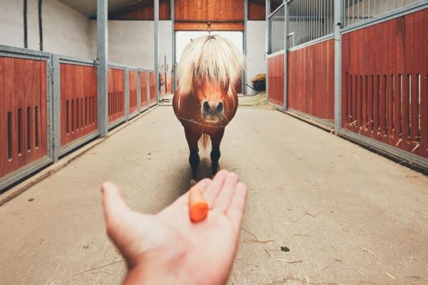 Φτιάξτε λιχουδιές αλόγων τον εαυτό σας Το άλογο αντιμετωπίζει τα καρότα