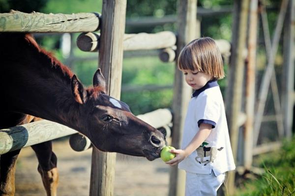Φτιάξτε μόνοι σας λιχουδιές akeήστε άλογα παιδικού σπιτιού