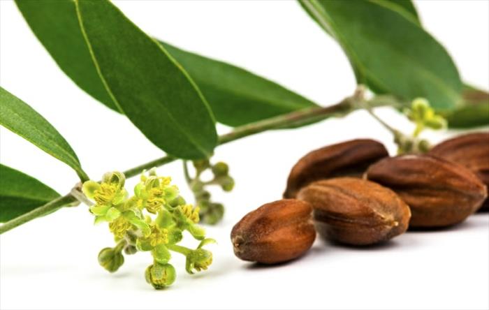 Φυτά λουλούδια φρούτα λάδι jojoba συμβουλές ομορφιάς δέρματος μαλλιών