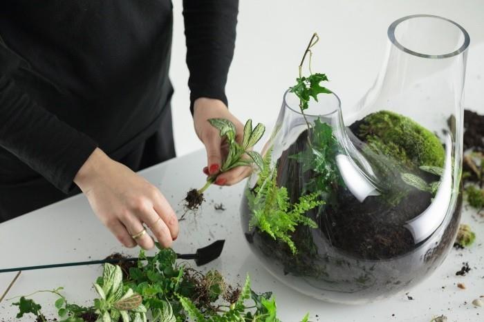 Φυτά terrarium χρήση φυτών