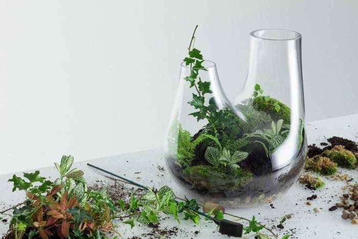 Φυτά terrarium πράσινο και γη