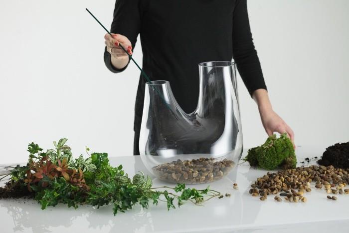 Φυτά terrarium μαχαιρώνουν τη γη