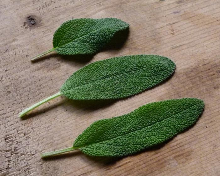 Φυτά ενάντια στα κουνούπια φαρμακευτικά φυτά σταυρόλεξο φύλλο φασκόμηλου