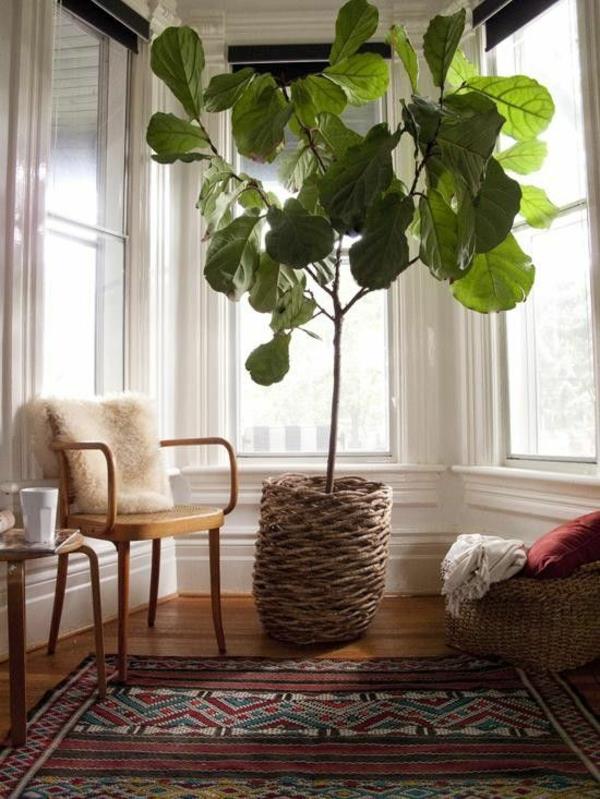 Εύκολη φροντίδα φυτών εσωτερικού χώρου μεγάλες φωτογραφίες δοχεία φυτών δωμάτιο
