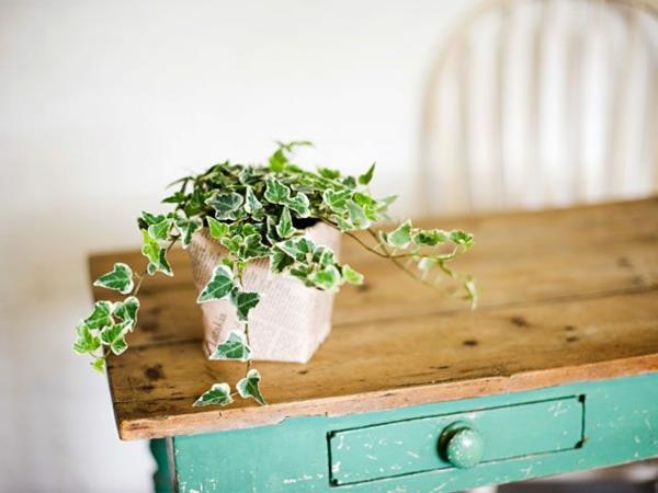 λευκά φυτά εσωτερικού χώρου μεγάλες εικόνες γλάστρες φυτά τραπέζι