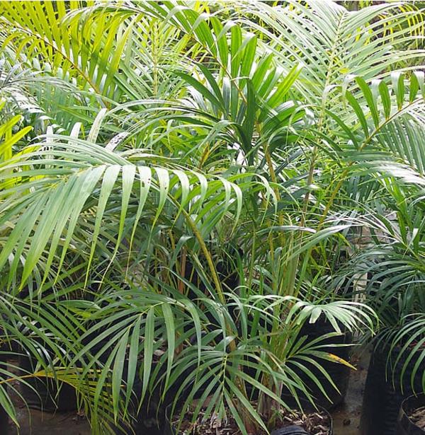 Εύκολη φροντίδα φυτών εσωτερικού χώρου μεγάλες εικόνες γλάστρες φυτά άγρια