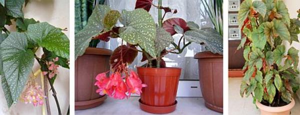 Εύκολη φροντίδα φυτά εσωτερικού χώρου ιδέα υπνοδωματίου