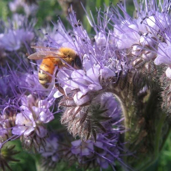 Phacelia tanacetifolia μέλισσα βοσκοτόπος μελισσών