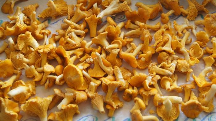 Δύο chanterelles συλλέγουν μανιτάρια πολλά