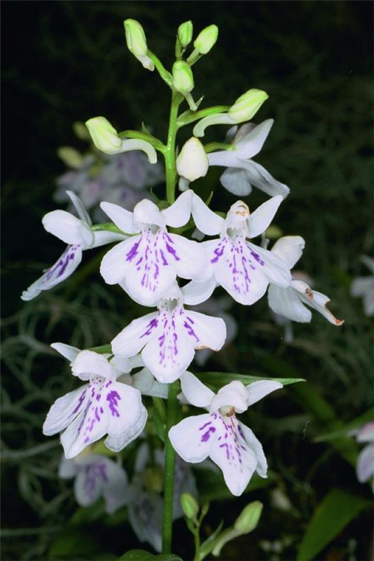 Ponerorchis graminifolia ορχιδέα λευκό λουλούδι μοβ χρώμα