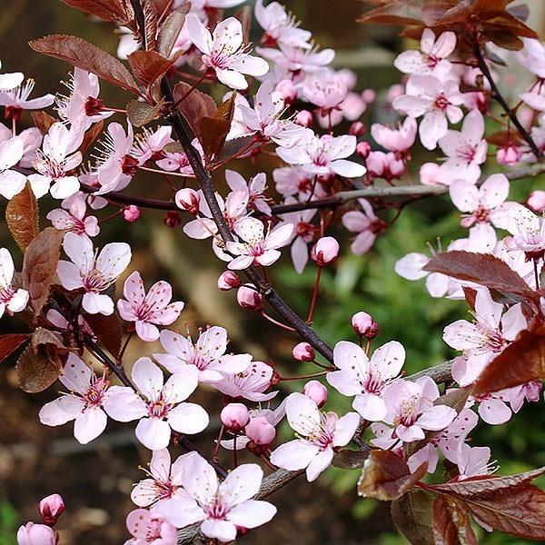 Prunus cerasifera ‘Nigra’ αίμα δαμάσκηνου σπιτιού ανθίζει