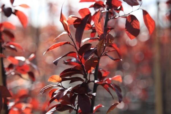 Prunus cerasifera ‘Nigra’ κόκκινο δαμάσκηνο από φύλλα σπιτιού