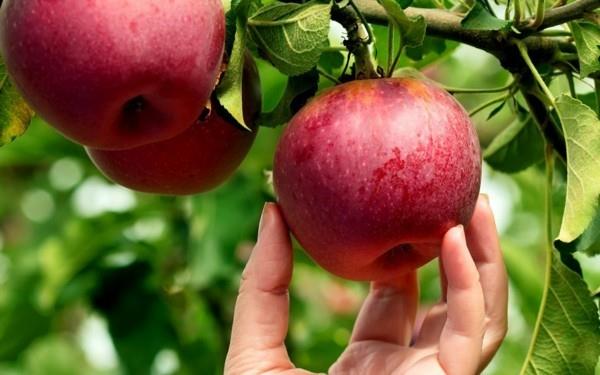 Συνταγή apple crumble μήλο crumble μήλο μήλου υγιεινό