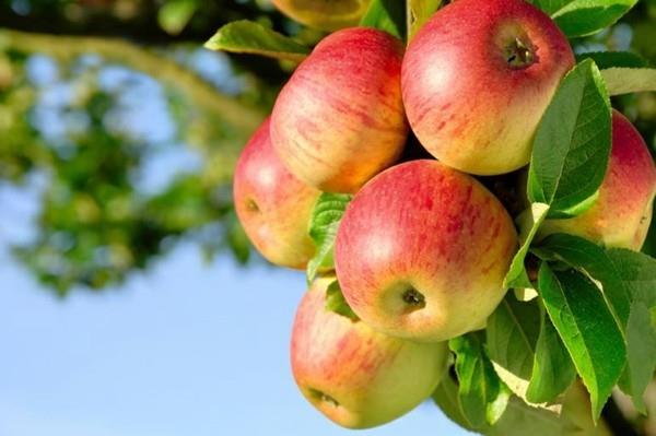 Συνταγή μήλο θρυμματίστε μήλα μηλιά