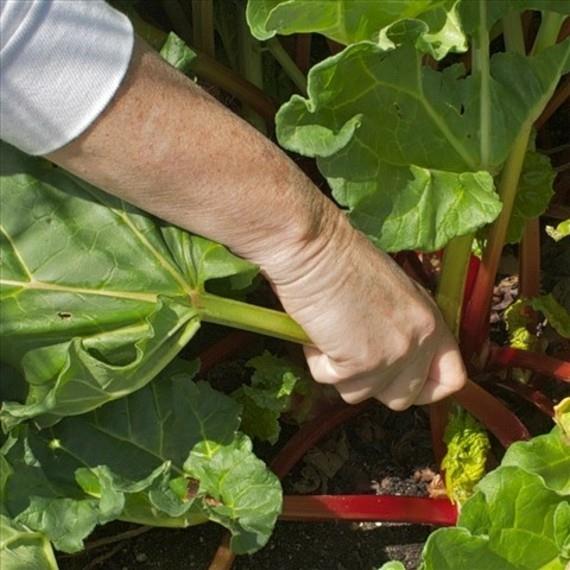 Τεχνική συγκομιδής ραβέντι Χρόνος συγκομιδής ραβέντι