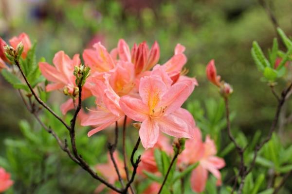 Rhododendron molle azalea είδη όμορφες ιδέες διακόσμησης