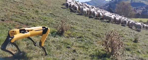 Ο σκύλος ρομπότ Spot από τη Boston Dynamics αναδεικνύει τις νέες του ικανότητες να εντοπίζει πρόβατα