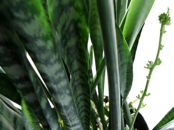 Στιβαρά εύχρηστα φυτά εσωτερικού χώρου με πράσινο φύλλωμα