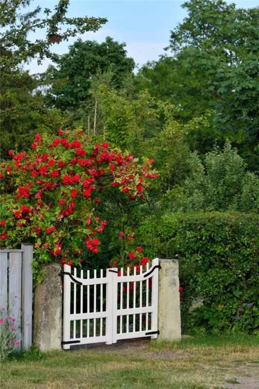 Καθαρή ρομαντική άσπρη πύλη κήπου ξύλινα κόκκινα τριαντάφυλλα οπτική αντίθεση