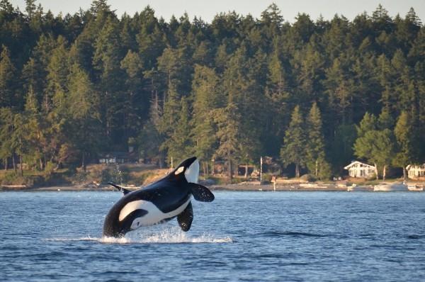 Ρομαντικό μέρος διακοπών όχι μακριά από το Henry Island Washington State