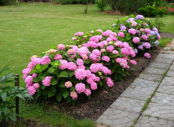 Οι γονιμοποιώντας ροζ ορτανσίες στο κρεβάτι του κήπου είναι ένα όμορφο βλέμμα και προάγουν την ανάπτυξη των λουλουδιών του κήπου