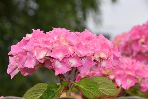 Η ροζ ορτανσία, μια απαλή απόχρωση χρώματος, λειτουργεί σαν μαγνήτης στον κήπο