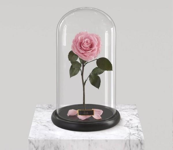 Το τριαντάφυλλο σε ένα ποτήρι σε απαλό ροζ σημαίνει την αρχή της ανάπτυξης της αγάπης