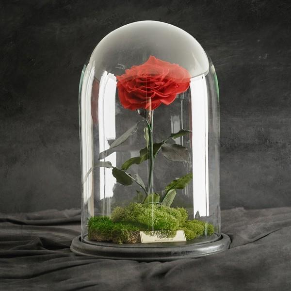 Τριαντάφυλλο σε κόκκινο ποτήρι σε μαύρο φόντο μυστηριώδες και μυστηριώδες