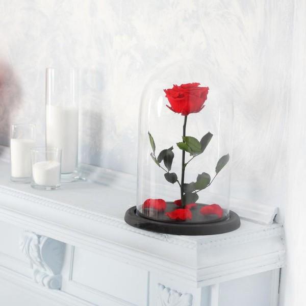 Τριαντάφυλλο σε κόκκινο ποτήρι σε λευκό φόντο, λευκά κεριά δίπλα του