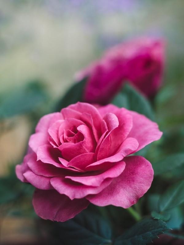 Χρώματα τριαντάφυλλου και το νόημά τους - πώς να κάνετε τη σωστή επιλογή για κάθε περίσταση σκούρο ροζ τριαντάφυλλο
